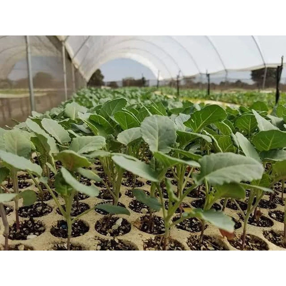 Vegetable Plants & Seedlings
